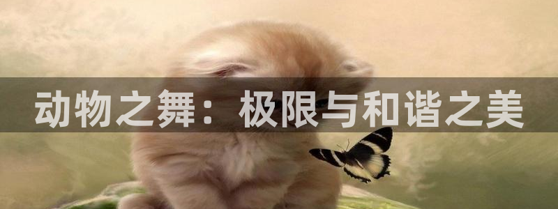 必一运动：动物之舞：极限与和谐之美