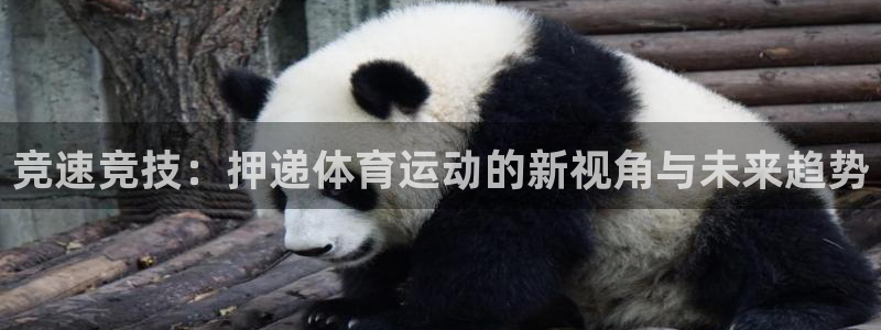 必一运动体育官网入口：竞速竞技：押递体育运动的新视角与未来趋势